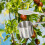 Durable Stainless Steel Fruit Tool Clip for Dates Picking 8
