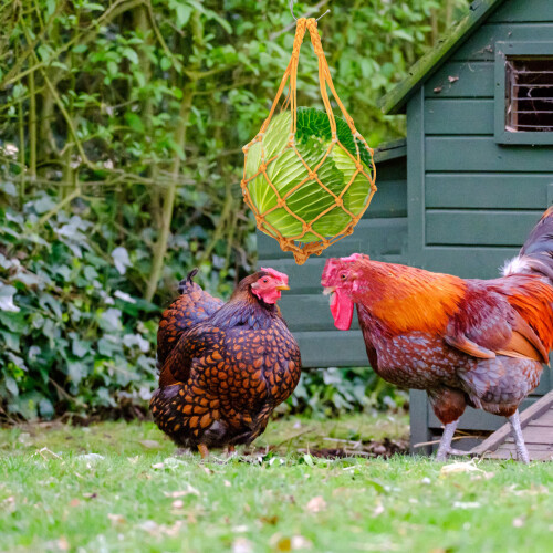 sacchetto retato per pollo e pappagallo, giocattolo sospeso da becco 2
