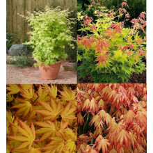 Acer Palmatum Orange Dream 3ft Extra Large Japanese Maple Tree By Direct Plants