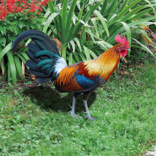 Yard Rooster Sign Rooster Acrylic Outdoor Garden Ground Insert Garden Garden Decoration Insert Card Garden Animals B
