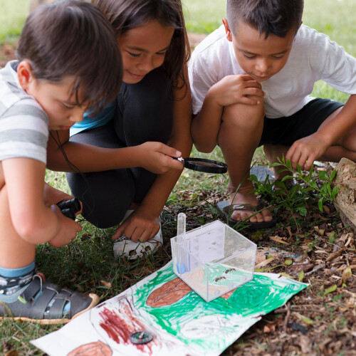 Observação De Formigas Castelo Acrílico Educacional E Interativo 2