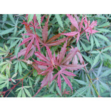 Large Patio Acer Palmatum Jerre Schwartz 3-4ft on Stem Japanese Maple Tree By Direct Plants