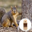 Squirrel Feeder Table Trä Näringsskåp För Ekorrar 3
