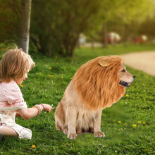 Pyaiiner Halloween Löwenmähne Haustierkostüm Realistische Fellkopfbedeckung für Golden Retriever Hunde Gruselige Party Foto Requisiten