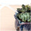 2Pak Squeeze Watering Bottle Wit Voor Succulenten Met Buigbare Tuit 2