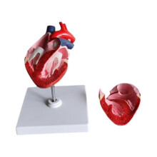 Koiran sydämen anatomian malli, koiran lemmikkien opetusapu, terveen koiran sydänmalli, eläimen sydänmalli
