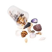 Natural Sea Seashells Craft Set Unique Seashells Projects Crafting Shells for Jewelry Decors and Artistic Creations