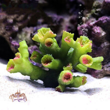 Artificial Resin Coral Reef Aquarium Ornaments Landscaping Fish Tank Decor Home