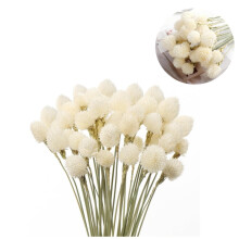 Dried Globe Amaranth Flower, Globe Bouquet Floral for Wedding Arrangements,Amaranth Flower Decor for DIY,Home Decor,White,30Pack