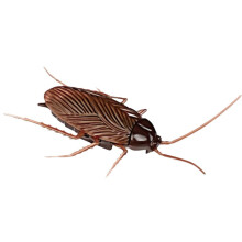 Interactive Electric Cockroach Spider Toy, Battery Operated, Vibration & Crawling, Compatible with Pets, Remote-Controlled Joke Gift