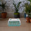 1 Set Plantenkiembox, Bloemstarter Kiemcase, Mini Serre Case 9