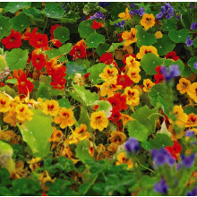Thompson & Morgan - Flowers - Nasturtium Dwarf Compact Mixed - 50 Seed