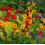 Thompson & Morgan - Flowers - Nasturtium Dwarf Compact Mixed - 50 Seed 1