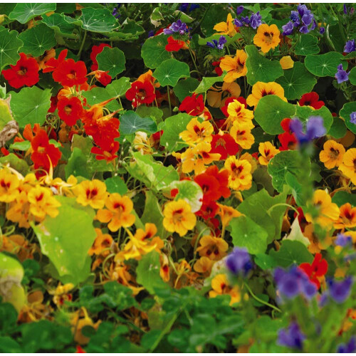 Thompson & Morgan - Flowers - Nasturtium Dwarf Compact Mixed - 50 Seed