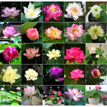 20Pcs Bowl Lotus Flower Seeds, Mixed Colour Flower Seed, Beginner-Friendly Water Bowl Lotus Planting in Water Lotus Seed for Kitchen Garden Pond