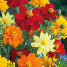 Cosmos Seeds Brightness Mixed Colours by Fothergill's - Dwarf Variety - Flower Seeds for Planting UK