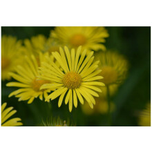 PREMIER SEEDS DIRECT - Corn Marigold - 2GM Approx 2300 Seeds - GLEBIONIS SEGETUM - Wild Flower