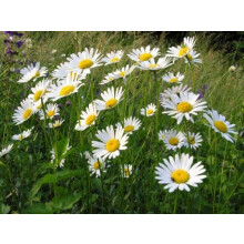 PREMIER SEEDS DIRECT - OX Eye Daisy Seeds - LEUCANTHEMUM VULGARE - Wild Flower (300 Grams)