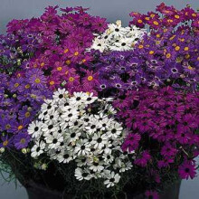 PREMIER SEEDS DIRECT - BRACHYCOME - SWAN River Daisy Mixed - 1.1 GM ~ 7700 Seeds