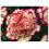 PREMIER SEEDS DIRECT - Carnation Seeds - Double Striped (3,500 Seeds) 1