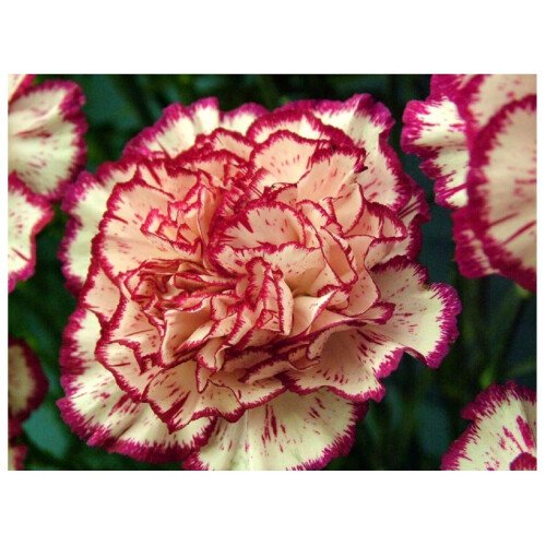 PREMIER SEEDS DIRECT - Carnation Seeds - Double Striped (3,500 Seeds)