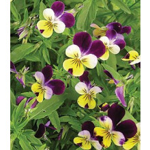 PREMIER SEEDS DIRECT Viola - Helens Mount - Johnny Jump UP - 800 Seeds