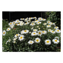 PREMIER SEEDS DIRECT - Chrysanthemum Maximum Seeds ? Shasta Daisy (7,500 Seeds)