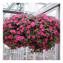 PREMIER SEEDS DIRECT - Petunia Seeds - Nana COMPACTA - Rose of Heavens Pink - 1000 Seeds