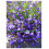 PREMIER SEEDS DIRECT - Lobelia Seeds - Trailing - Sapphire (0.4 Grams) 1