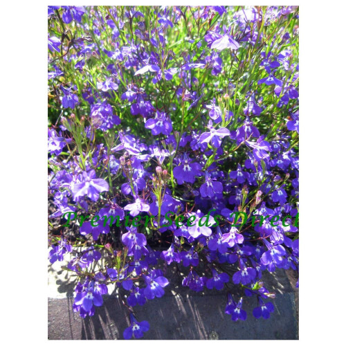 PREMIER SEEDS DIRECT - Lobelia Seeds - Trailing - Sapphire (0.4 Grams)