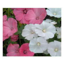 PREMIER SEEDS DIRECT - LAVATERA - Rose Mallow - TRIMESTRIS Mix - 350 Seeds
