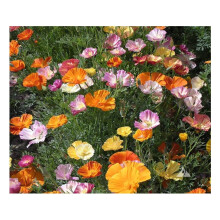 PREMIER SEEDS DIRECT - Flower Seeds - California Poppy - Ballerina Mix - 1.5 Grams