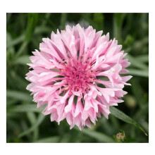 PREMIER SEEDS DIRECT - Cornflower - Centaurea CYANUS - Pink - 3.6 Grams