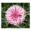 PREMIER SEEDS DIRECT - Cornflower - Centaurea CYANUS - Pink - 3.6 Grams 1