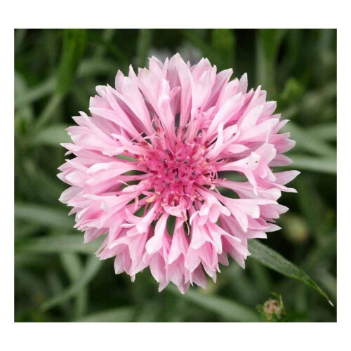 PREMIER SEEDS DIRECT - Cornflower - Centaurea CYANUS - Pink - 3.6 Grams