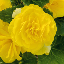 PREMIER SEEDS DIRECT - Begonia Tuberous - Non Stop F1 - Yellow - 15 PELLETS