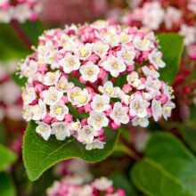 Viburnum tinus Lisarose Laurustinus Evergreen Garden Outdoor Shrub Plant in Pot (9cm Pot, 20-30cm)