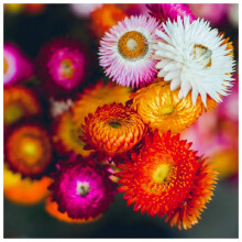 PREMIER SEEDS DIRECT - Helichrysum Straw Flower - Swiss Giant Mix (20 Grams)
