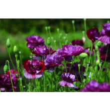 Poppy 'Burgundy Bigalow' Field Poppy Papaver Rhoeas Hardy Annual Summer Flowering Garden Plants Grow Your Own 1 x Seed Packet (500 Poppy Seeds) Poppy