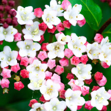 GardenersDream Viburnum Tinus Laurustinus Plant - Outdoor Garden Ready Flowering Shrub - Beautiful Evergreen Garden Shrub - Potted Outdoor Plant for