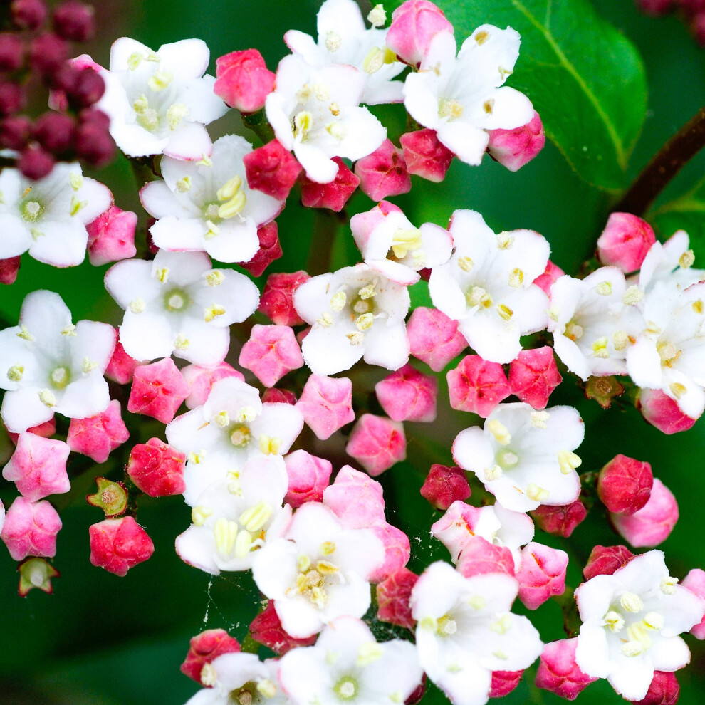 Gardenersdream Viburnum Tinus Laurustinus Plant - Outdoor Garden Ready Flowering Shrub - Beautiful Evergreen Garden Shrub - Potted Outdoor Plant For