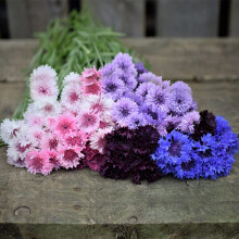 Welldales 50 UK Mixed Cornflower Seeds for Planting Growing Blue Purple Pink White Flowers