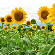 Welldales 30 UK Exhibition Skyscraper Sunflower Seeds for Growing Champion Giant Head Sunflowers