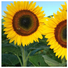 PREMIER SEEDS DIRECT- Sunflower - TAIYO - 30 Finest Seeds - Certified Organic