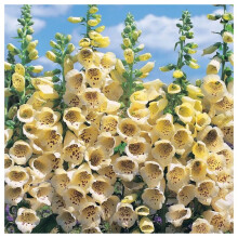 PREMIER SEEDS DIRECT - Digitalis - Foxglove - Primrose Yellow 1.0 GRAM ~ Approx 10,000 Seeds