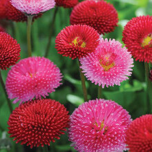 Welldales 100 Mixed Pompom Daisy Seeds Bellis Perennis Perennial Double Button Flower UK