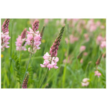 PREMIER SEEDS DIRECT - British Wild Flower Sainfoin 20 GRAM ~ 1000 Seeds - ONOBRYCHIS VICIIFOLIA