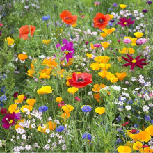 Wild Meadow Mixture Seeds ? Bring The Countryside into Your Garden ? Attracts Bees & Butterflies ? Quick & Easy to Sow ? for Your Beautiful Garden