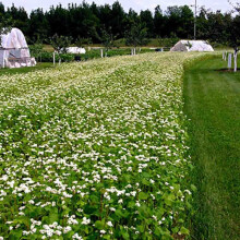 Welldales 100 White Canopy Buckwheat Seeds UK Common Green Manure Ground Cover Flowers