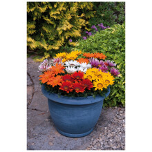 PREMIER SEEDS DIRECT - Gazania - New Day Mix Seeds - Annual (25-Seeds)